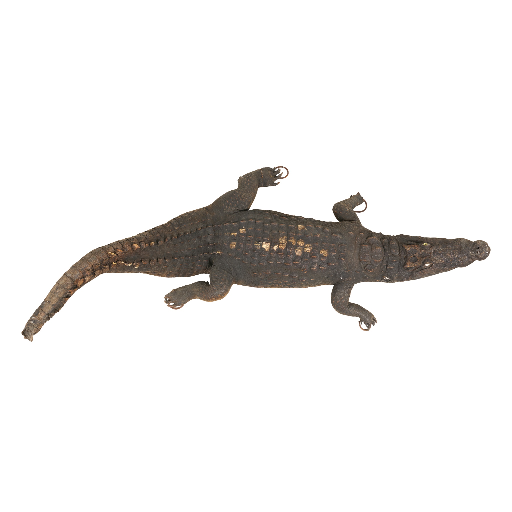 TWO TAXIDERMY NILE CROCODILES