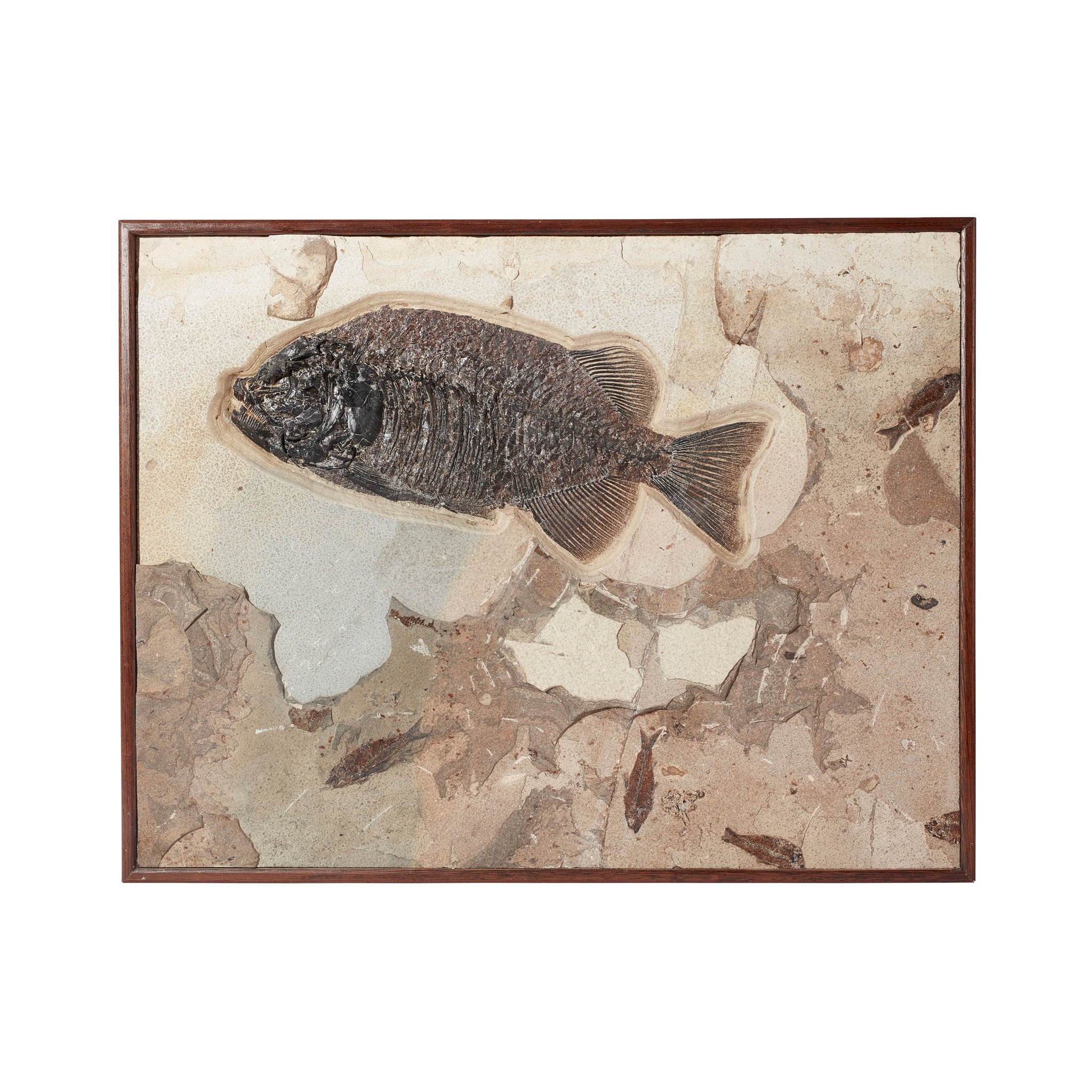 PHAREODUS FISH FOSSIL PLAQUE