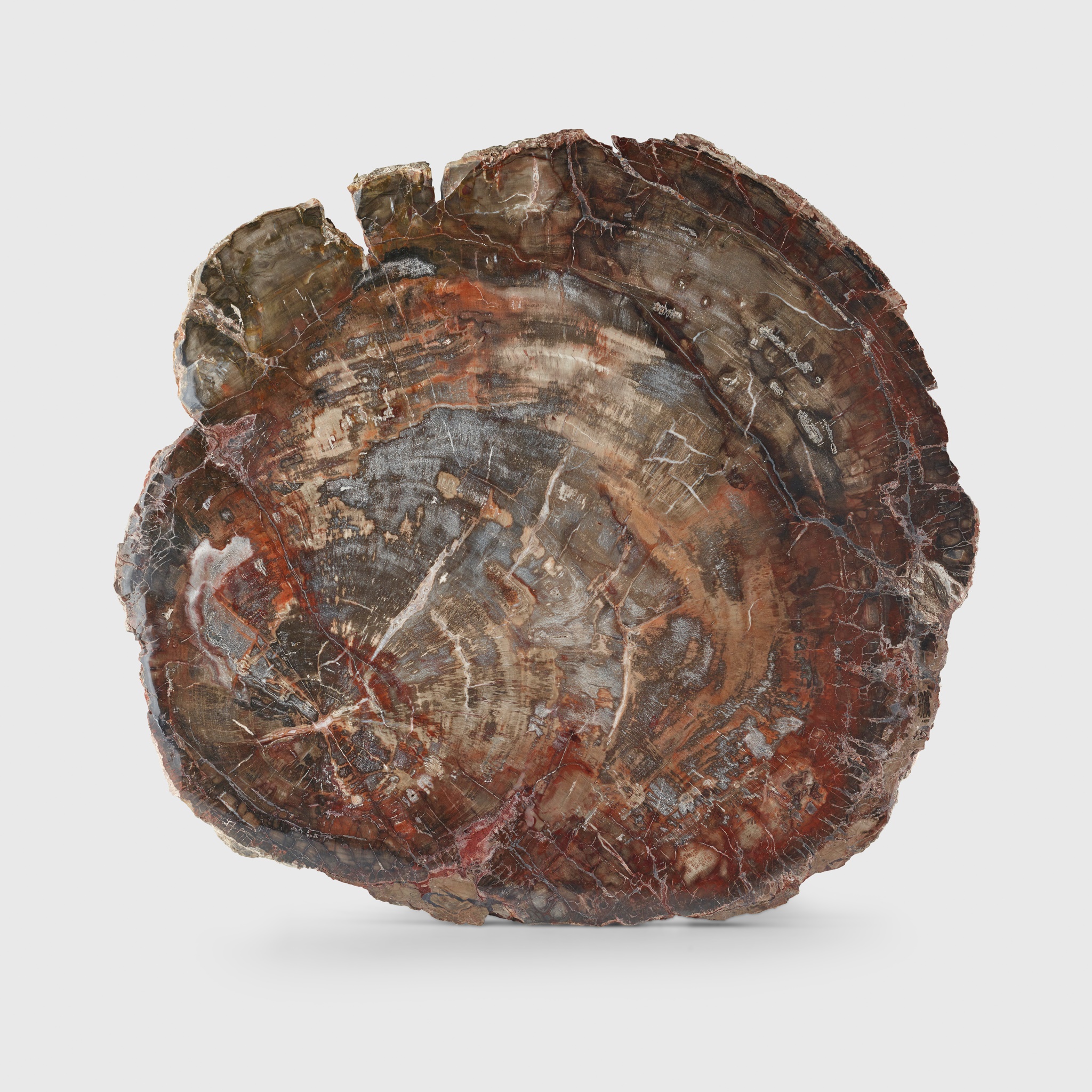 PETRIFIED WOOD SLICE