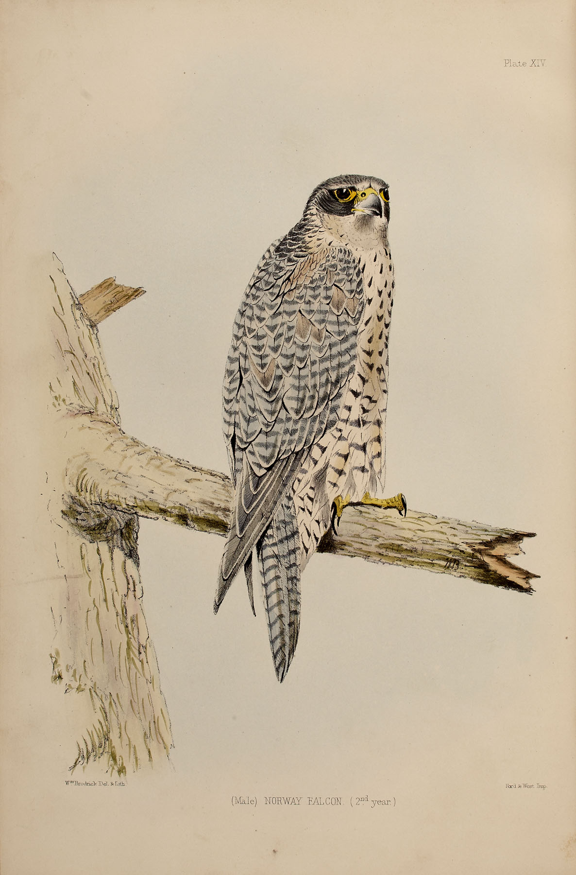 Falconry - Salvin, Francis Henry & Brodrick, William