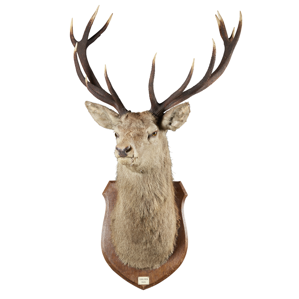 A FOURTEEN POINT 'IMPERIAL' STAGS HEAD
