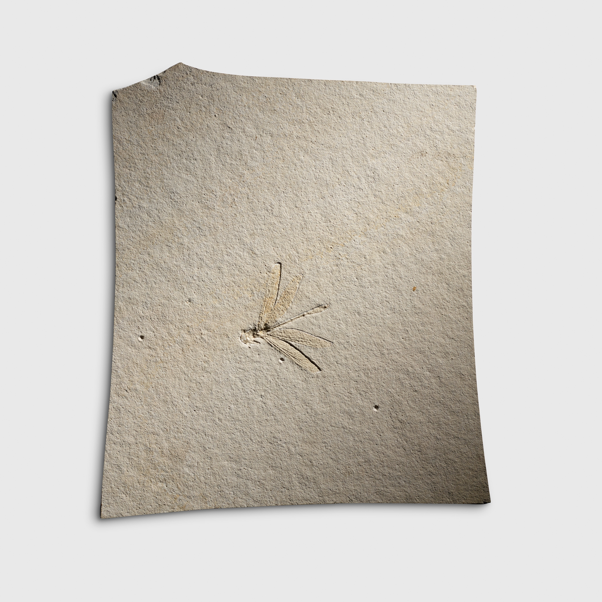 FOSSIL DRAGONFLY