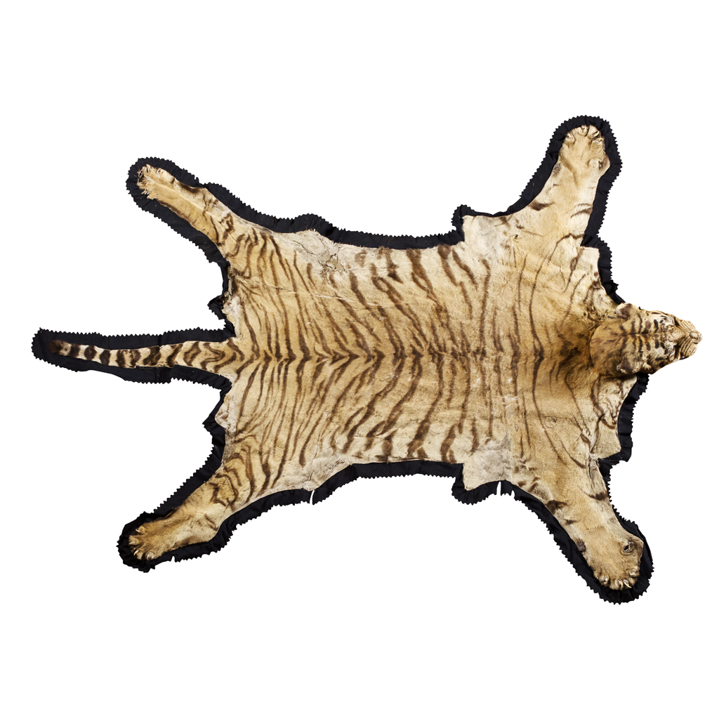 VAN INGEN & VAN INGEN - TAXIDERMY BENGAL TIGER SKIN
