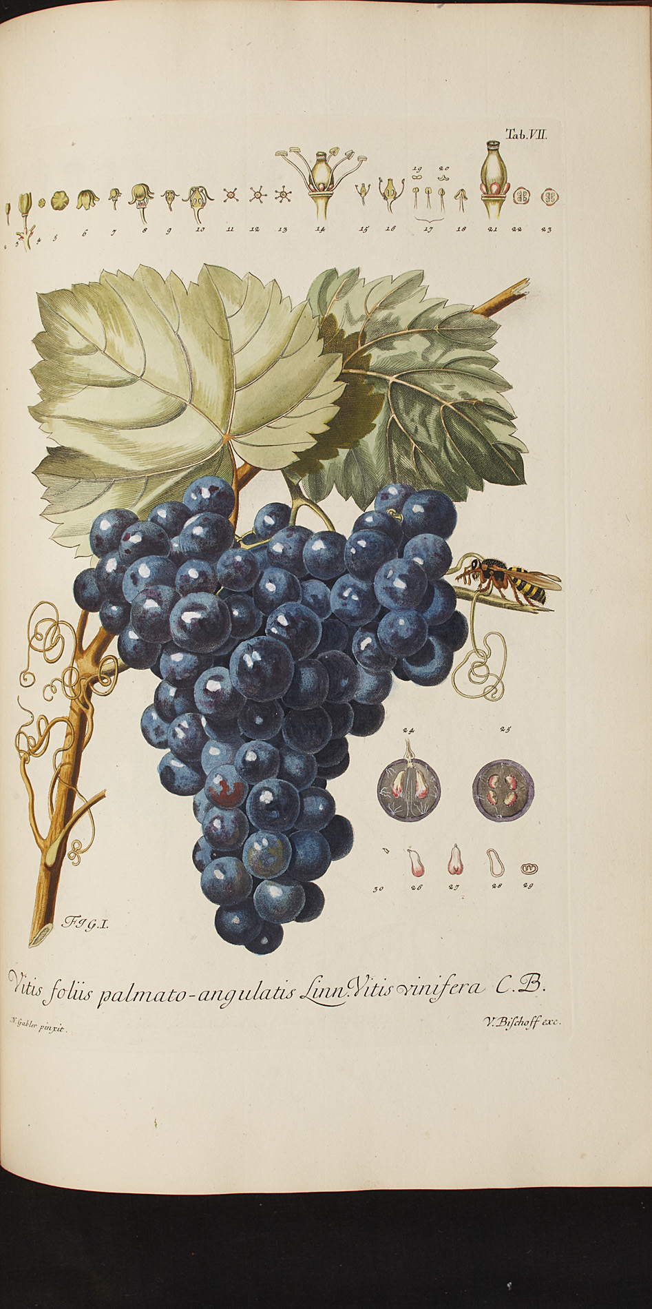 Schmidel, D. Casimir Christoph