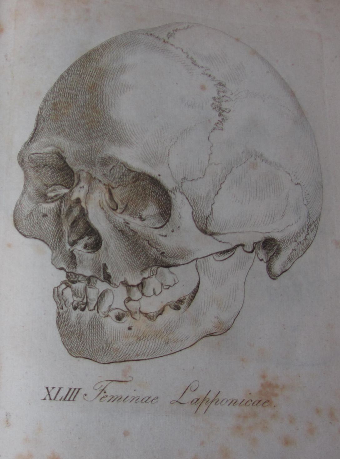 Blumenbach, Johann Friedrich