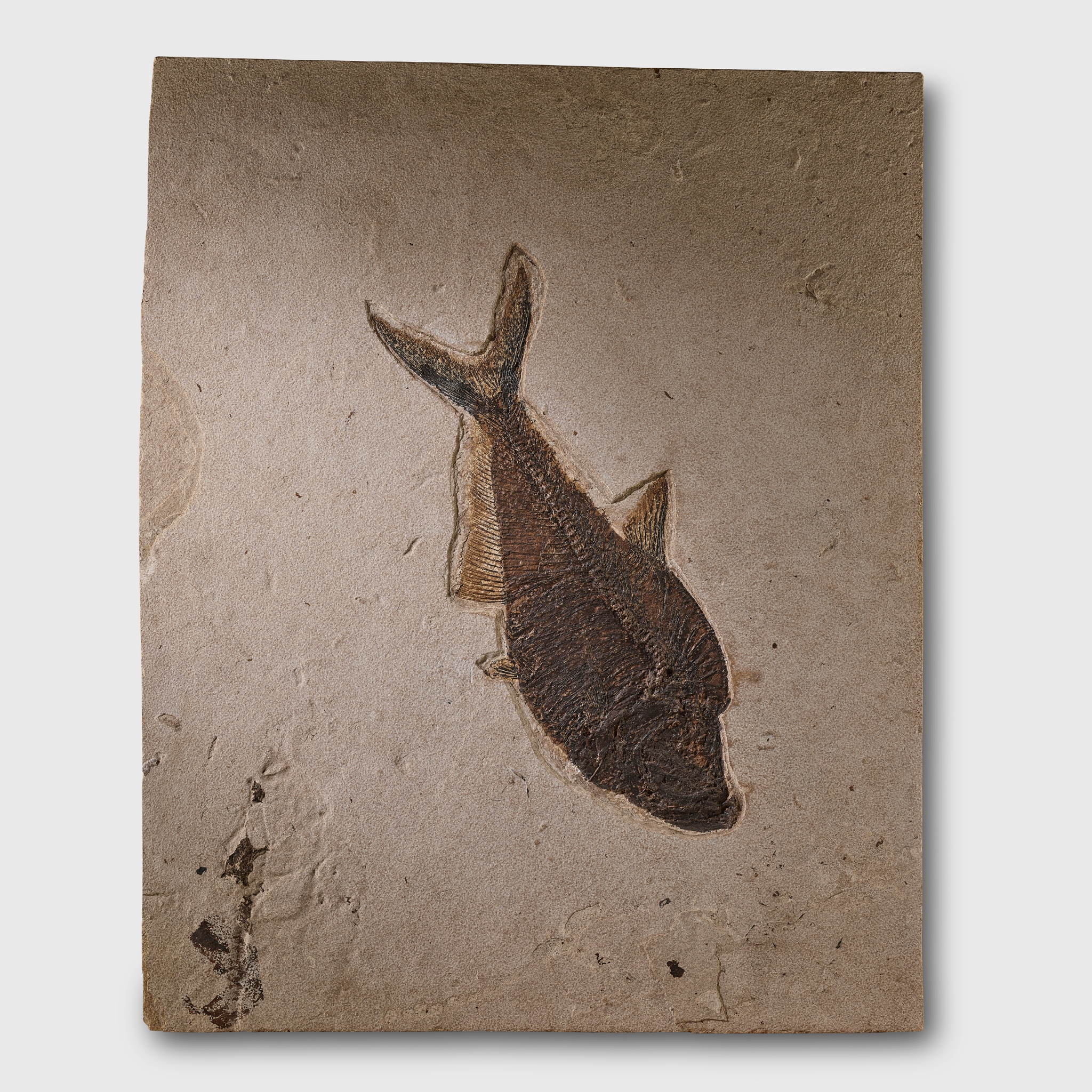 LARGE FOSSILISED FISH SPECIMEN, DIPLOMYSTUS DENTATUS