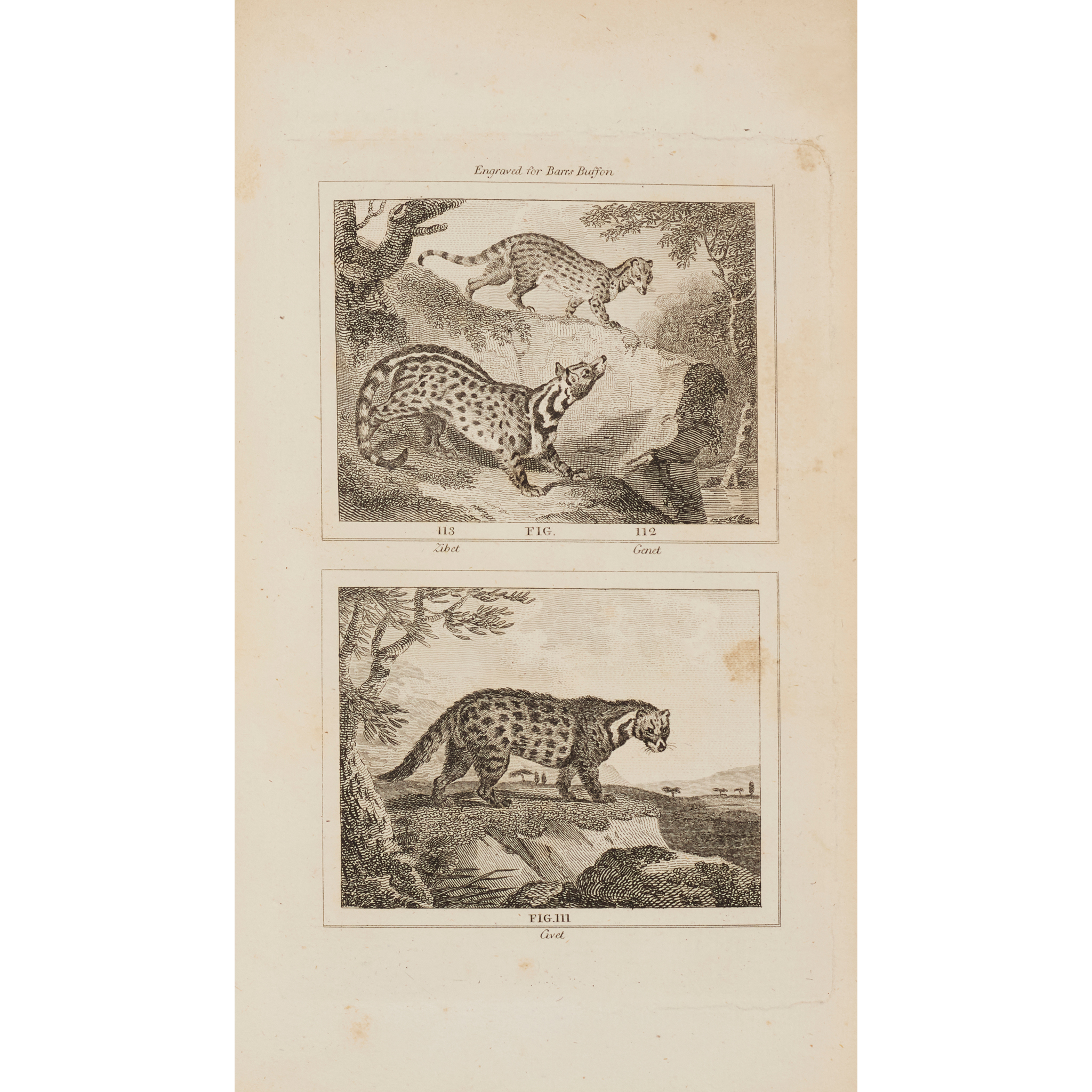 Buffon, Georges-Louis Le Clerc, Comte de