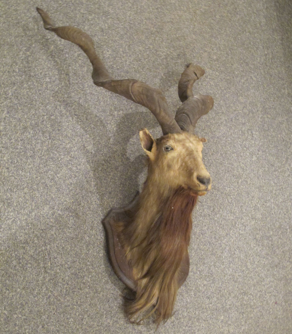 Taxidermy interest An early 20th century Pir Panjal Markhor mounted head