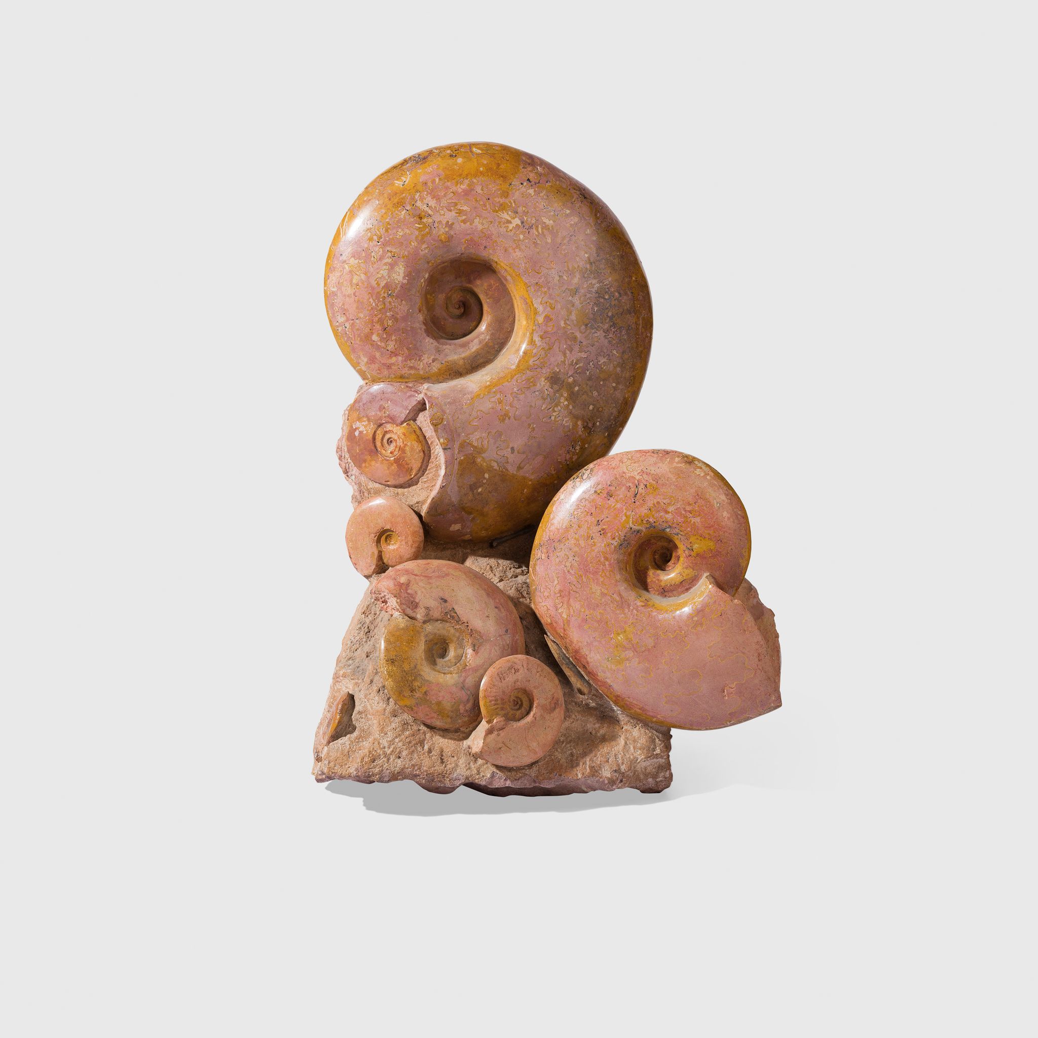 LYTOCERAS AMMONITE GROUP