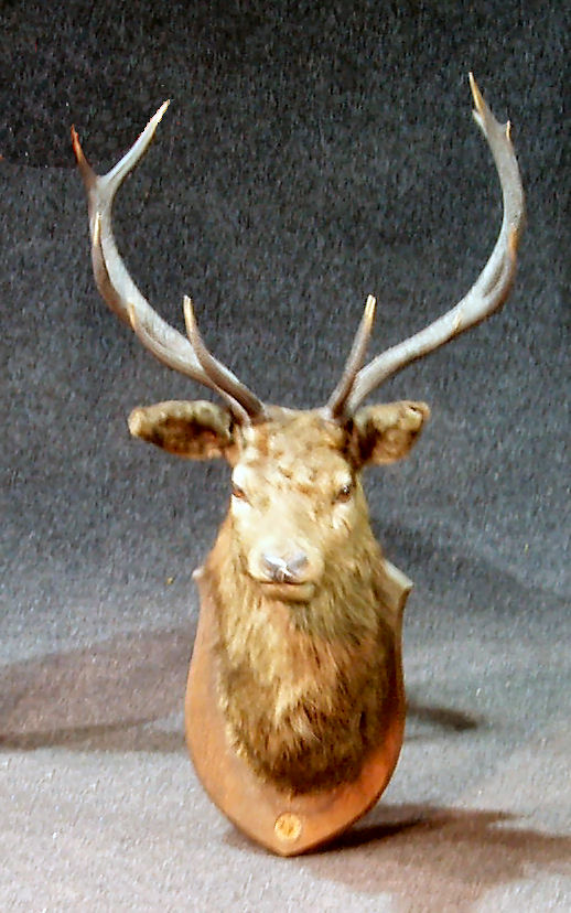 A mounted stag's head
