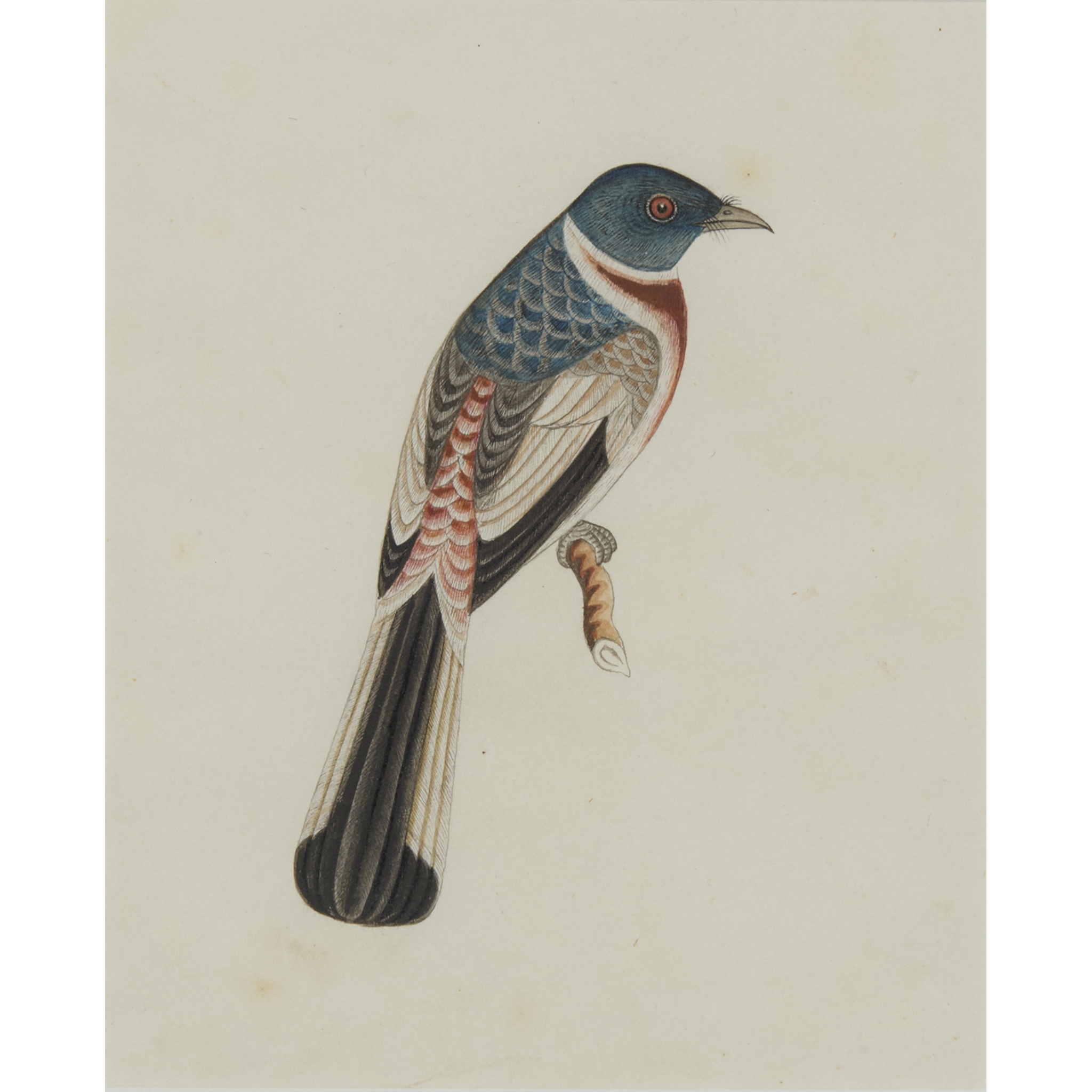 A STUDY OF A MALABAR TROGON BIRD