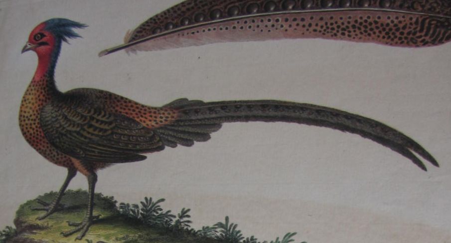 Edwards, George - Earl of Bute