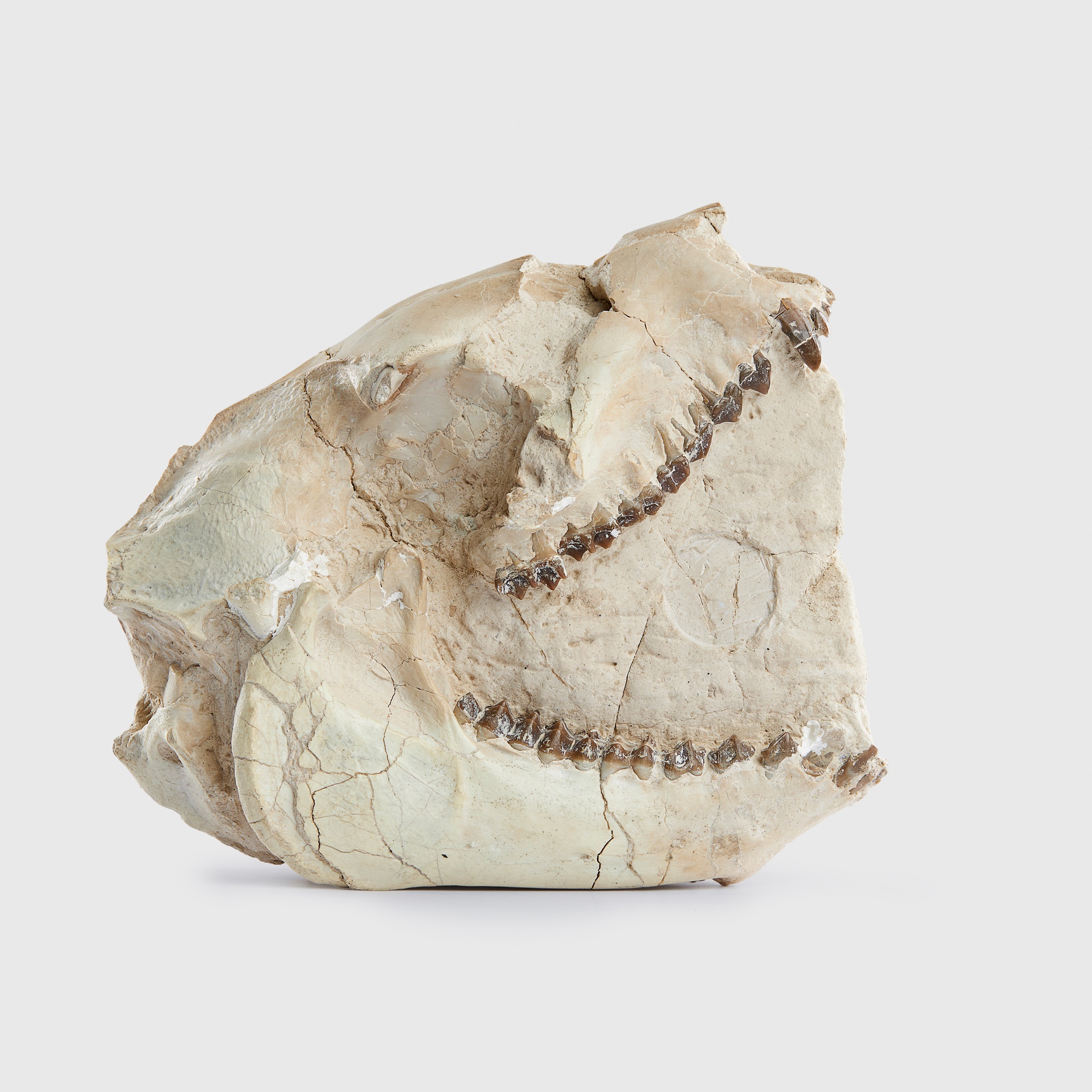 OREODONT SKULL