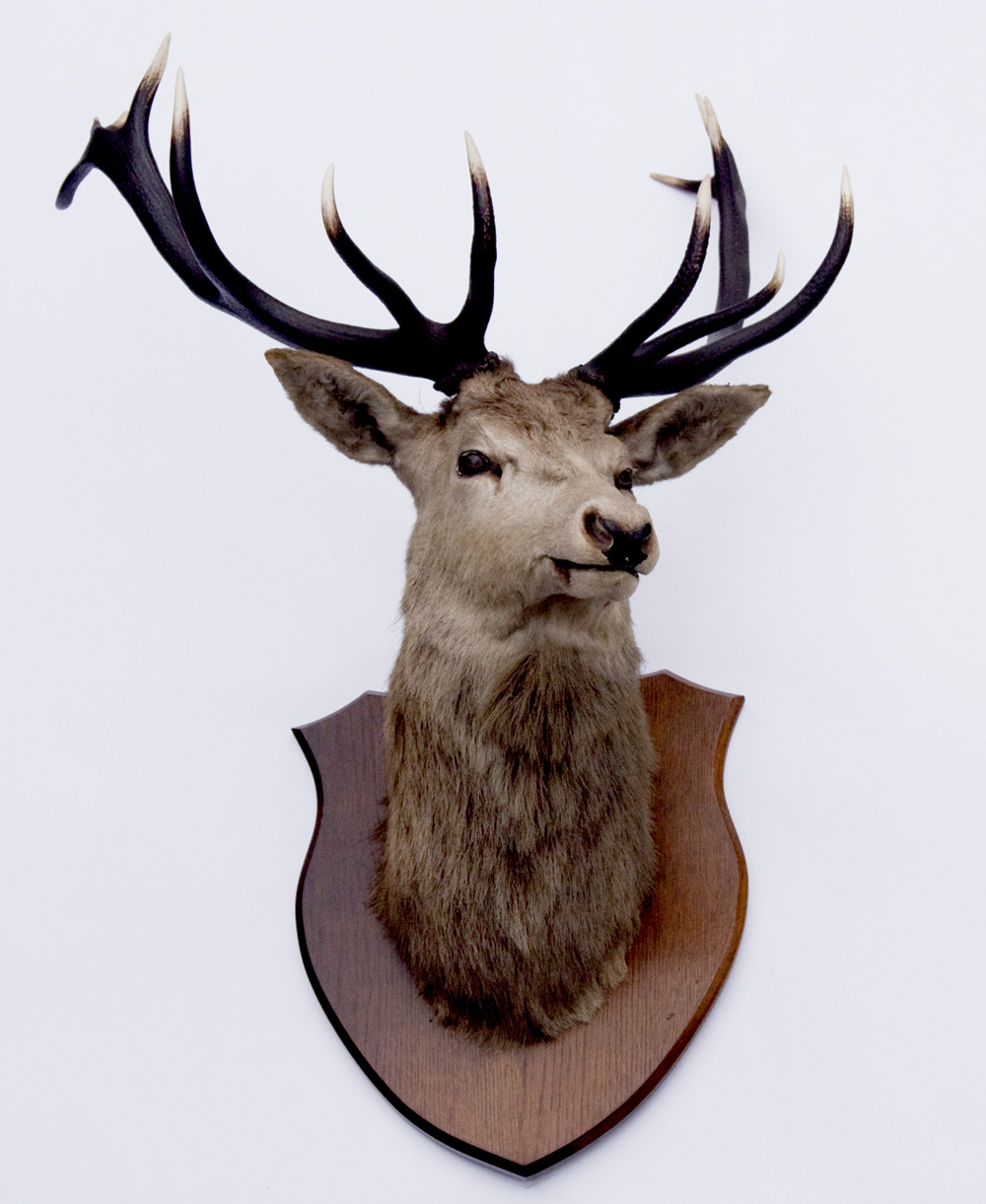 Taxidermy Interest A Scottish Red Deer head and antlers, circa 1930