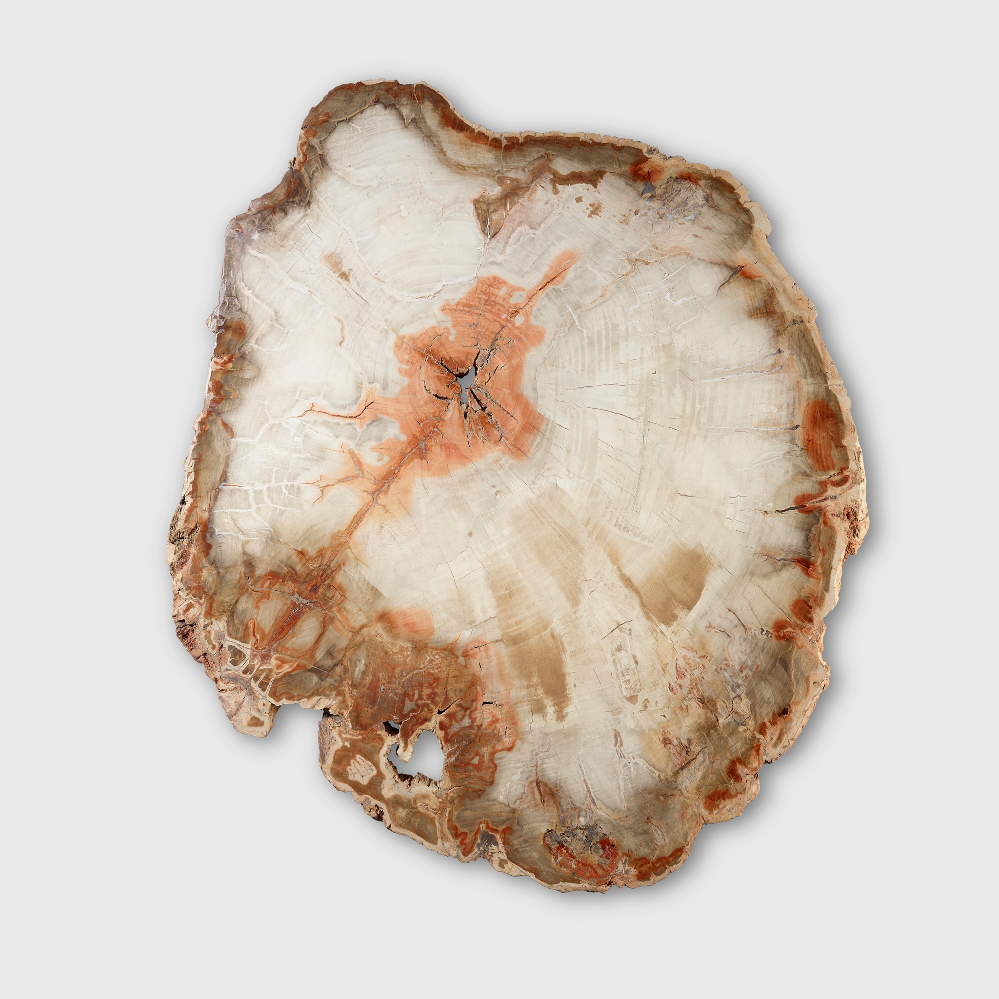 FOSSILIZED WOOD SLICE