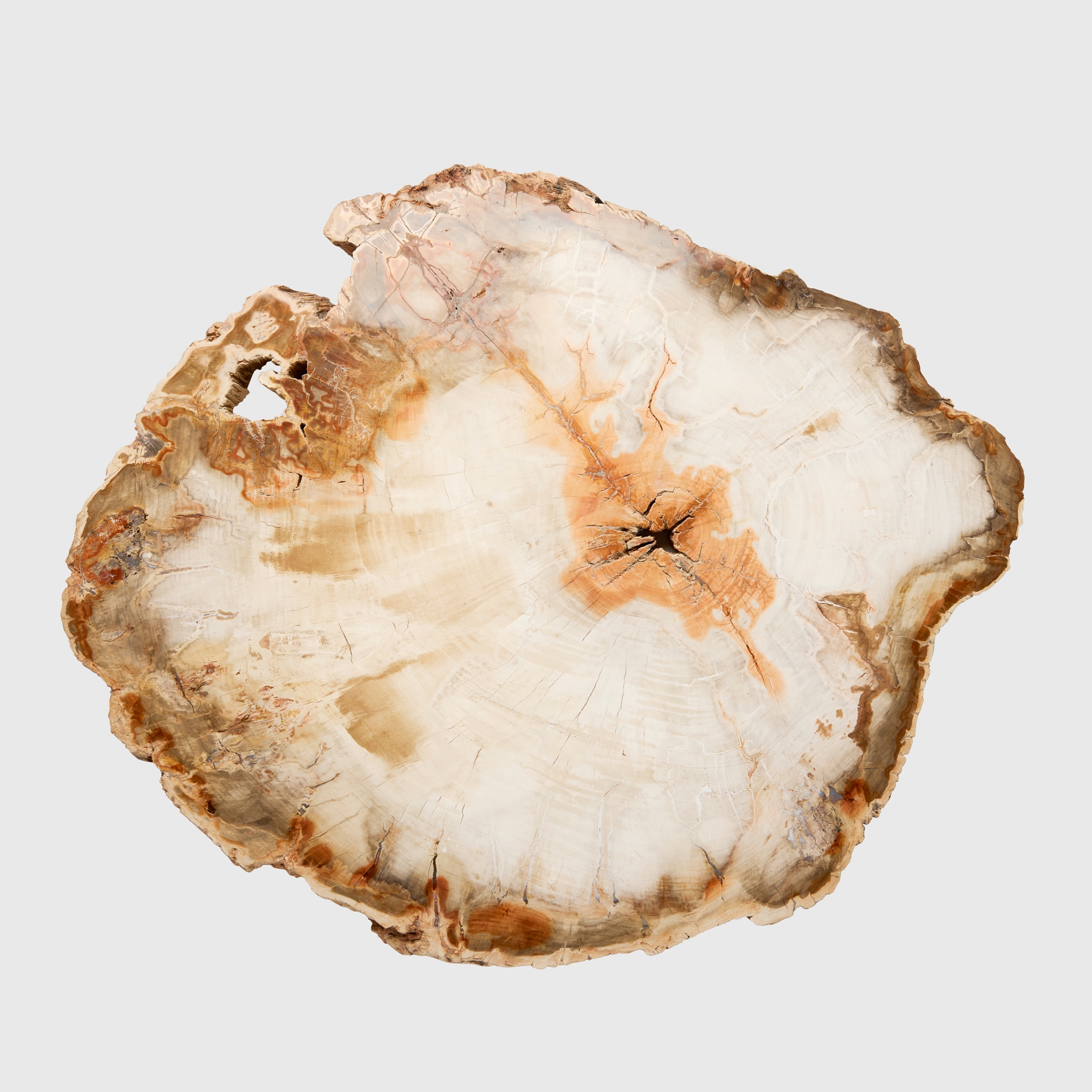 FOSSILIZED WOOD SLICE