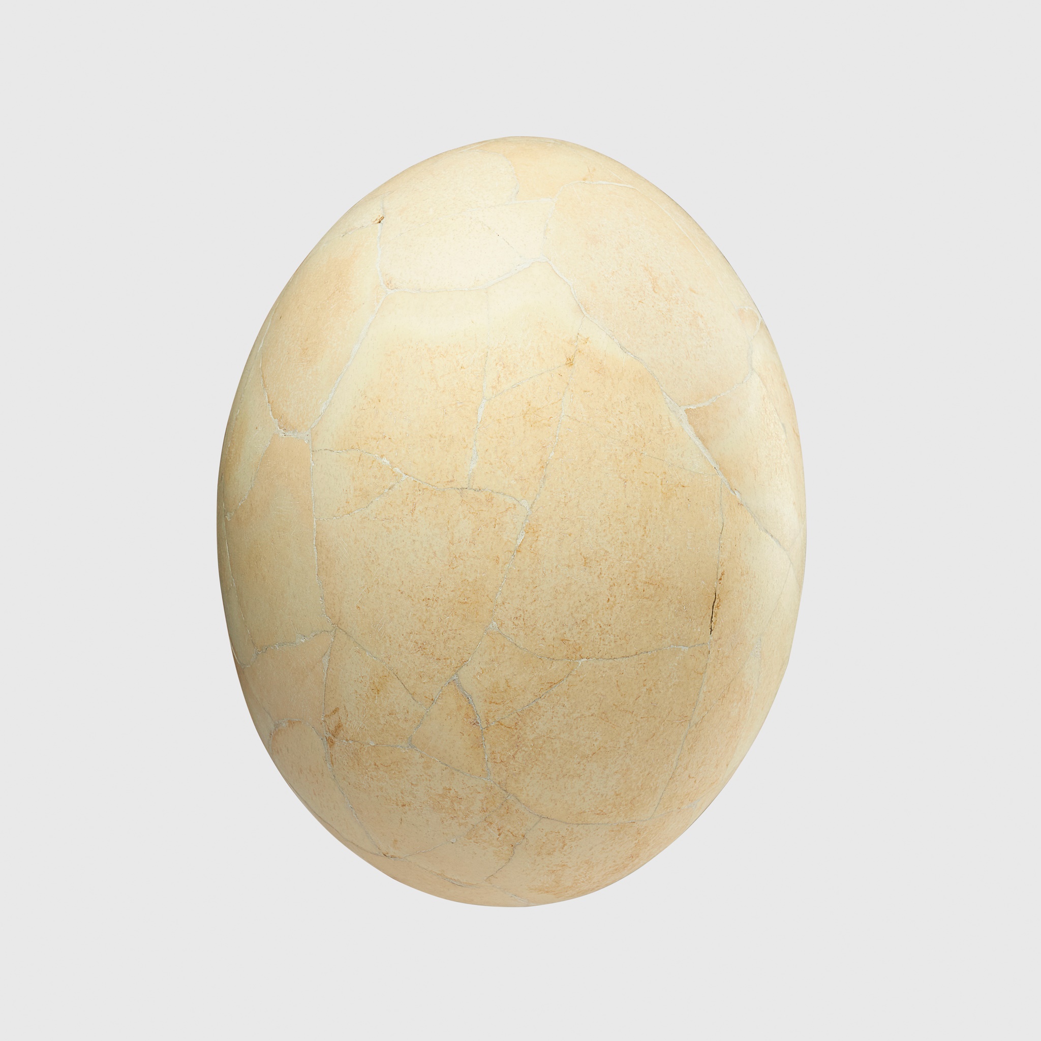 ELEPHANT BIRD EGG