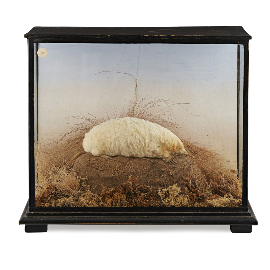 EDWARDIAN CASED TAXIDERMY ALBINO MOLE