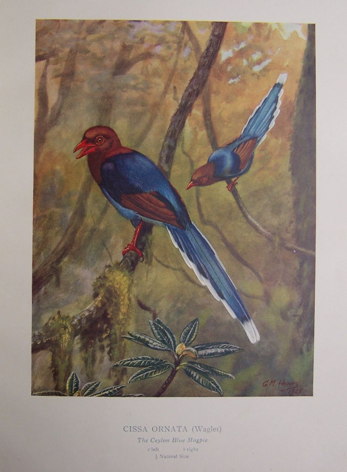 Ceylon - Wait, W.E. & G.M. Henry