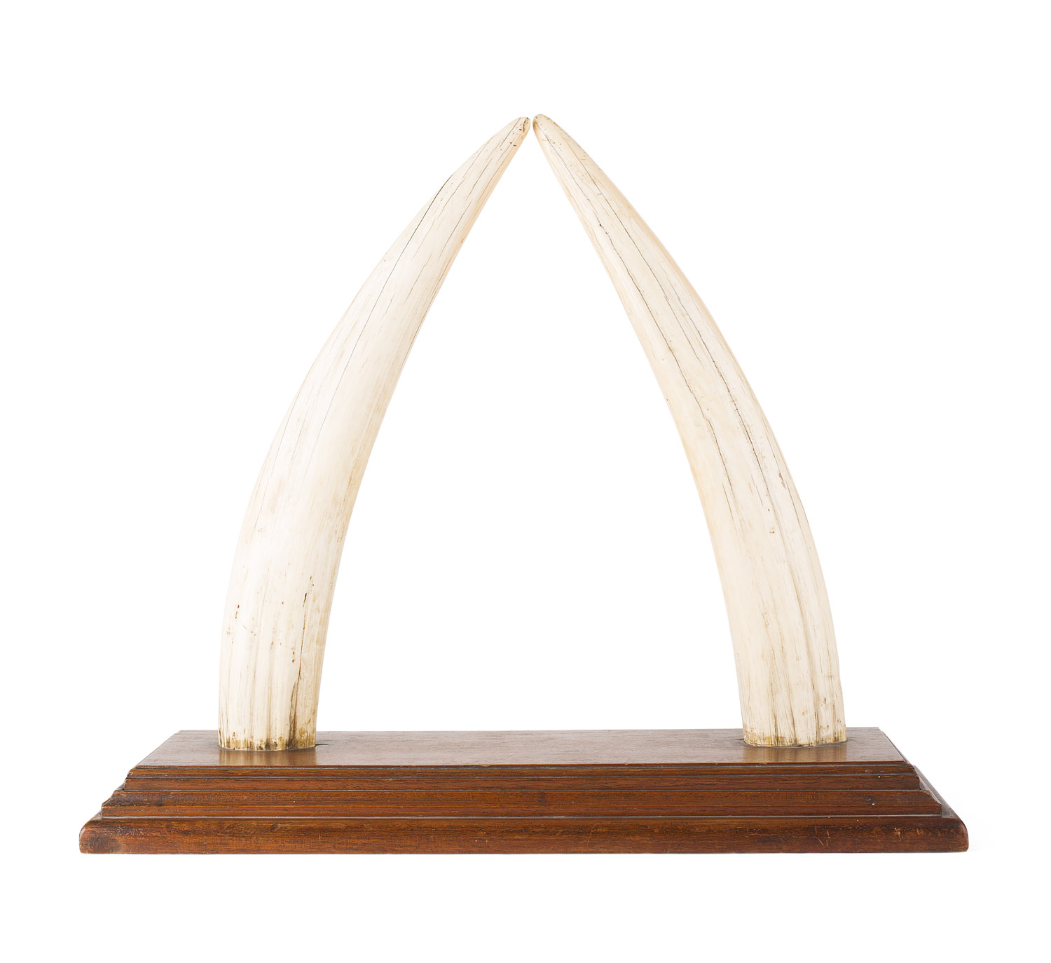 TAXIDERMY INTEREST - LARGE PAIR OF BULL WALRUS TUSKS