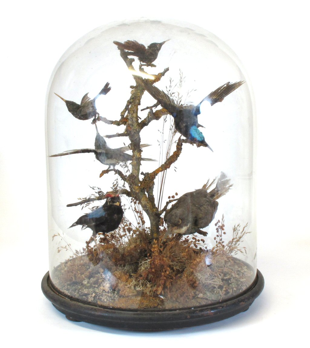 TAXIDERMIED BIRD DISPLAY