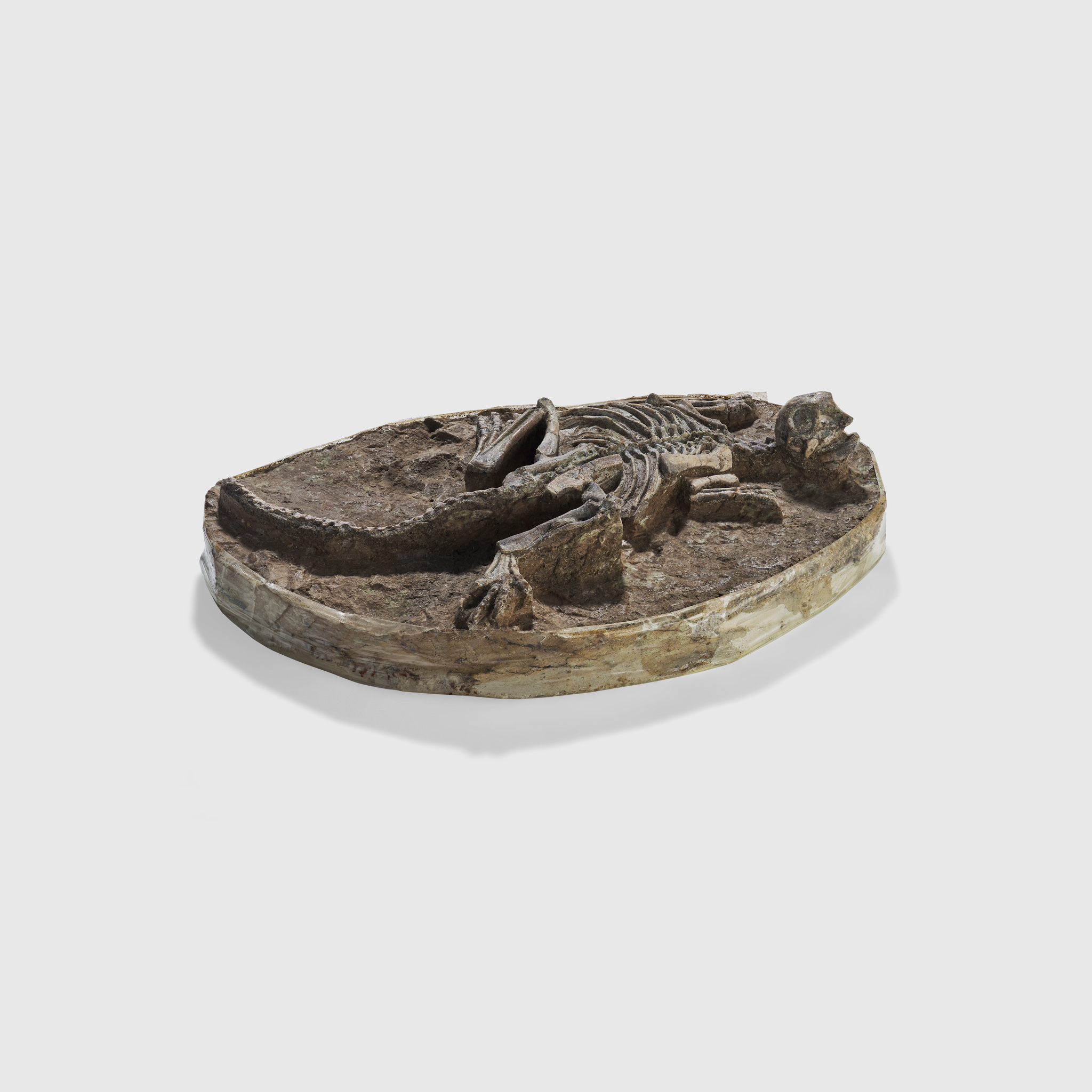 DINOSAUR FOSSIL SKELETON, PSITTACOSAURUS