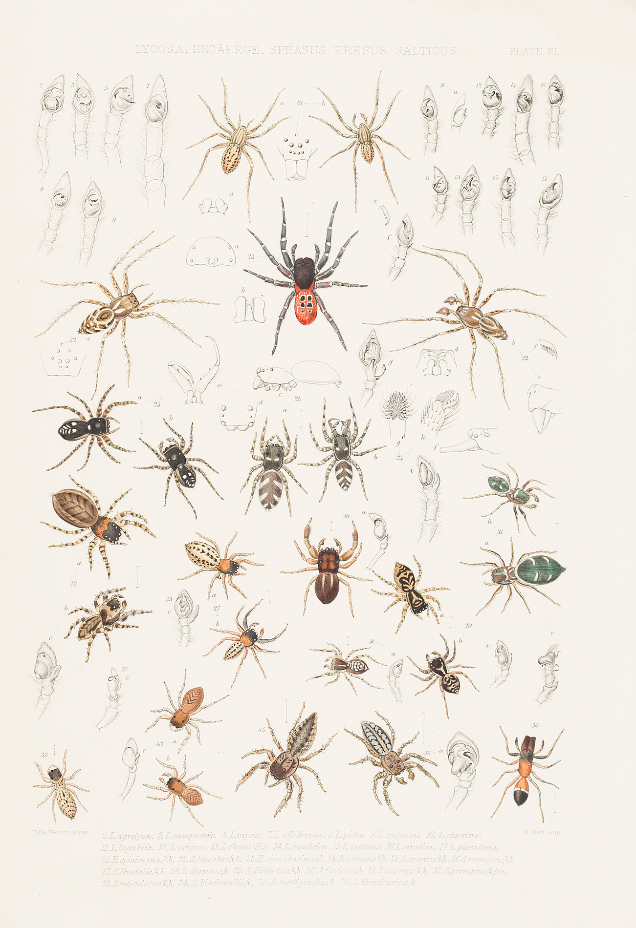 Ray Society - Blackwall, John