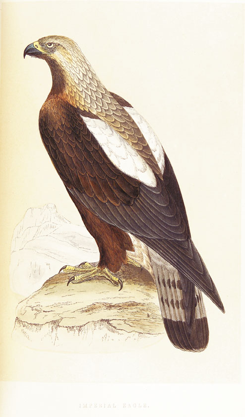 <B>BREE Charles Robert