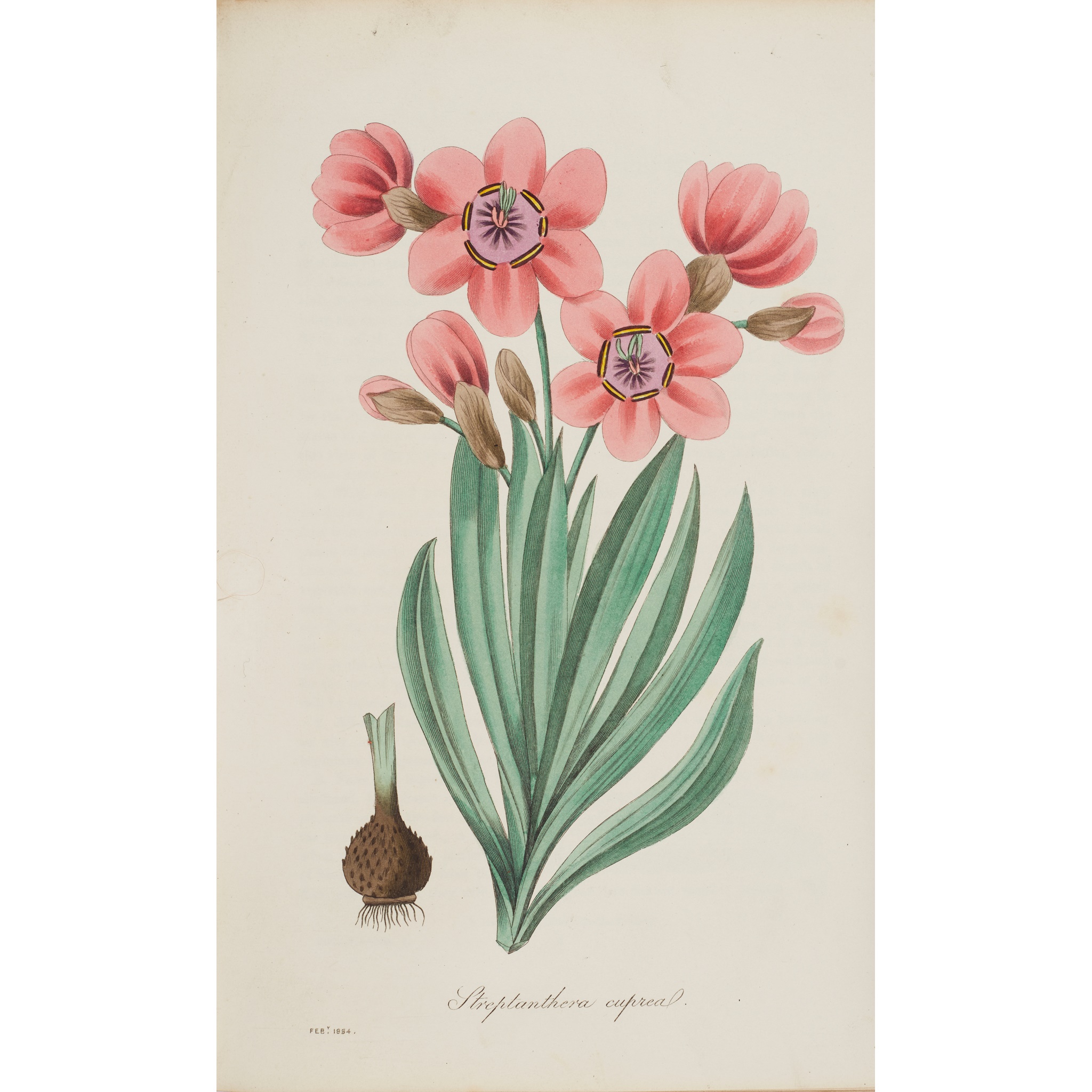 Gardening & Botany