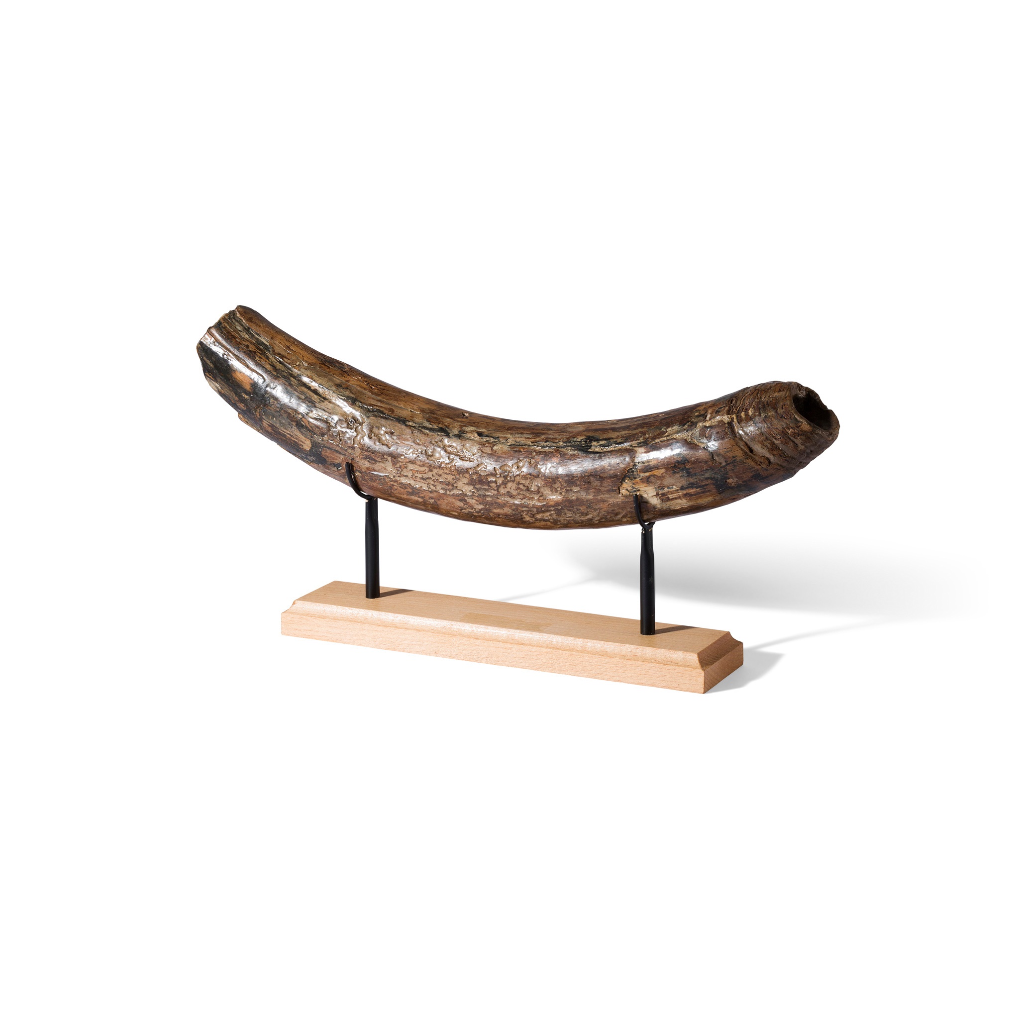MAMMOTH TUSK