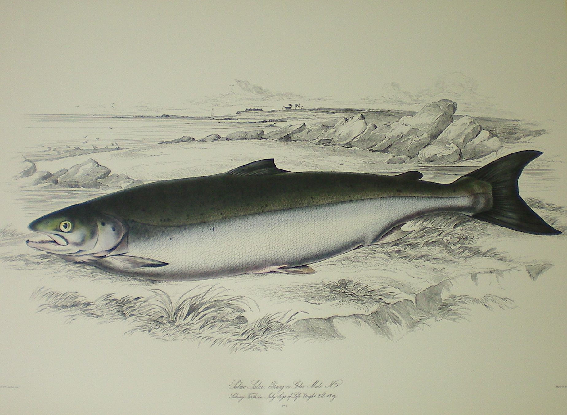 Jardine, Sir William