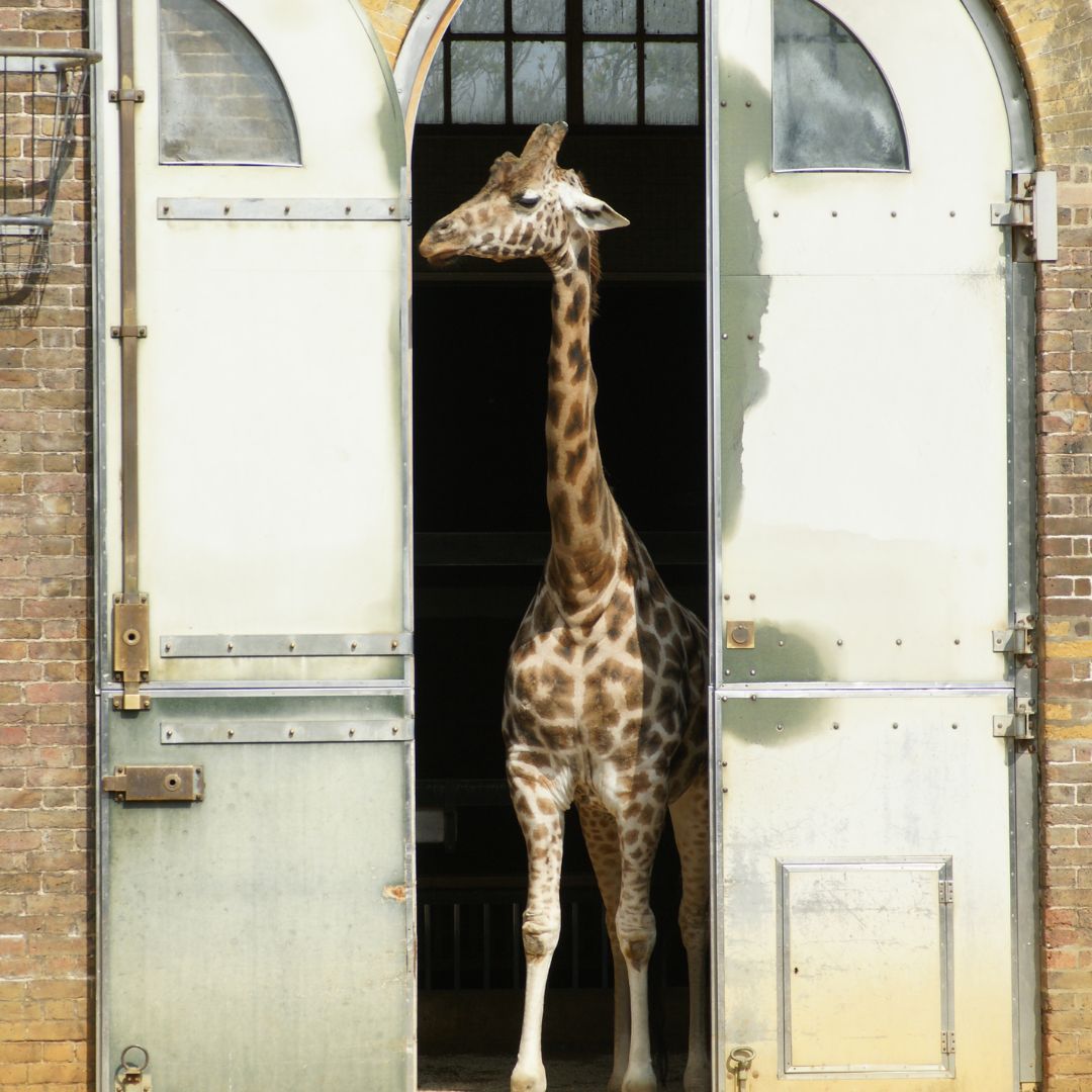 FAMILY TICKET AND PRIVATE TOUR FOR LONDON OR WHIPSNADE ZOO