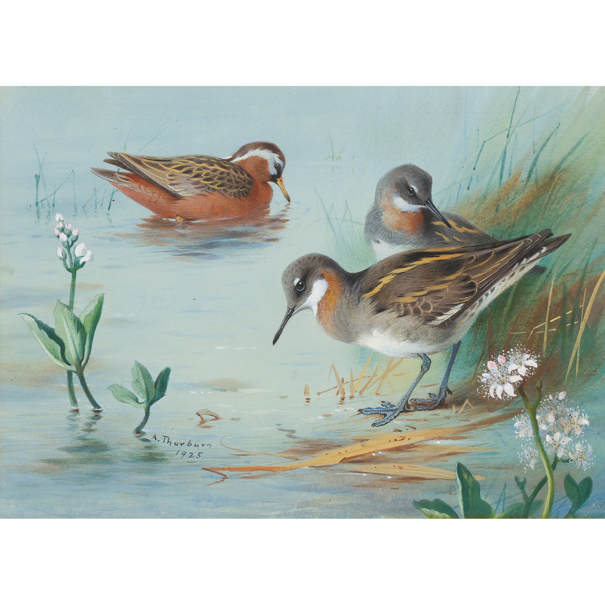 ARCHIBALD THORBURN (SCOTTISH 1860-1935)