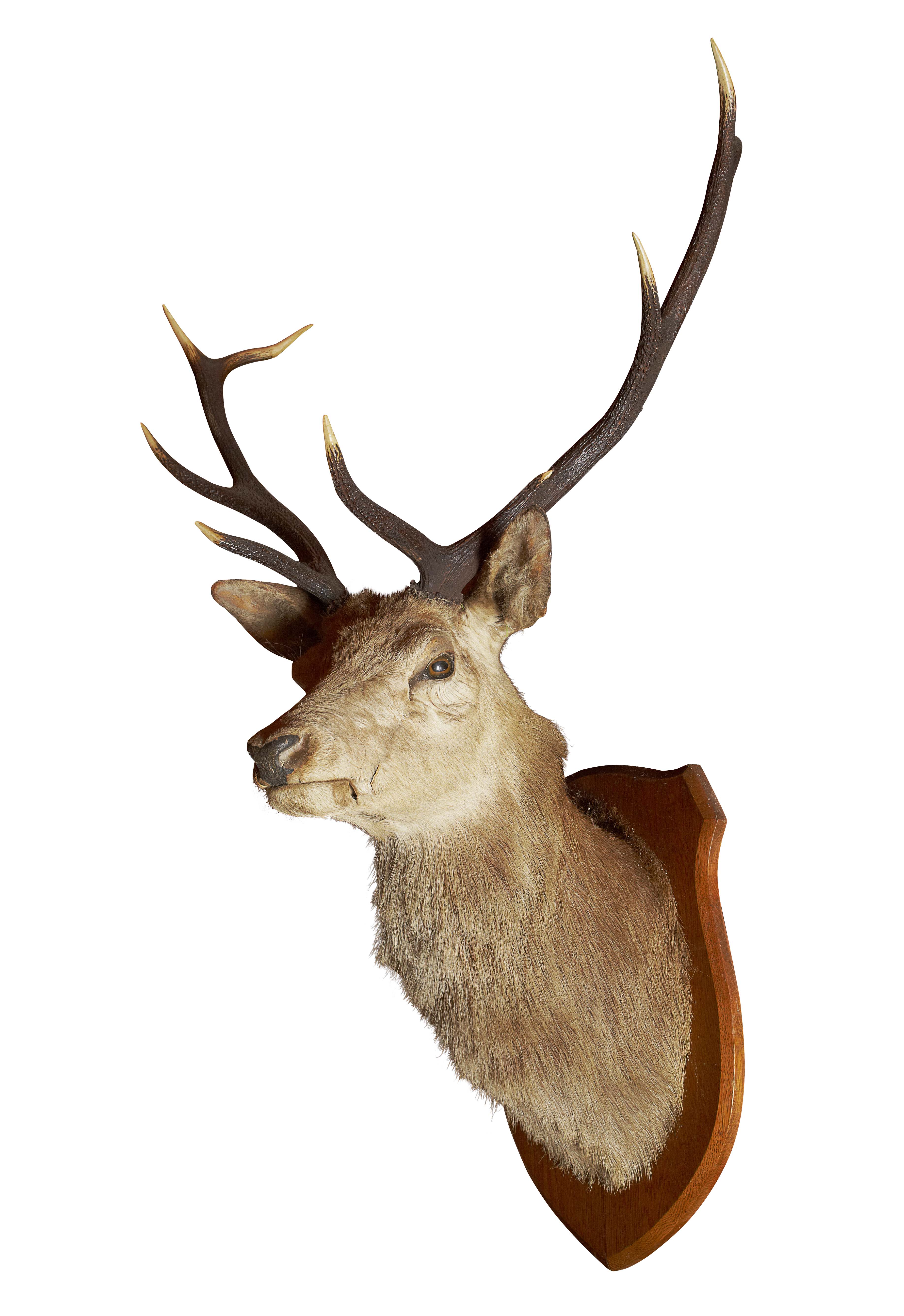 FOUR TAXIDERMY STAGS’ HEADS