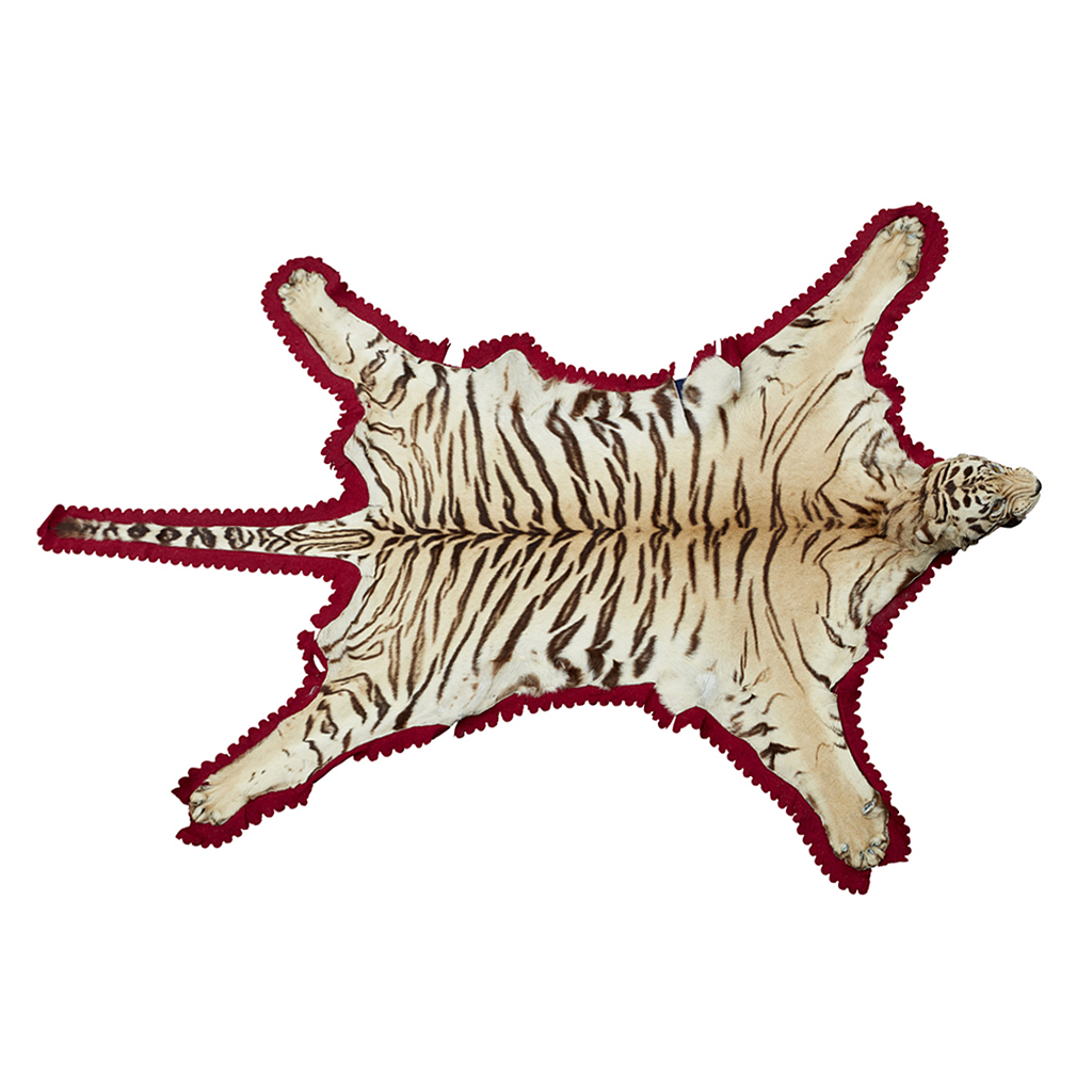 TAXIDERMY TIGER SKIN, POSSIBLY BY ROWLAND WARD