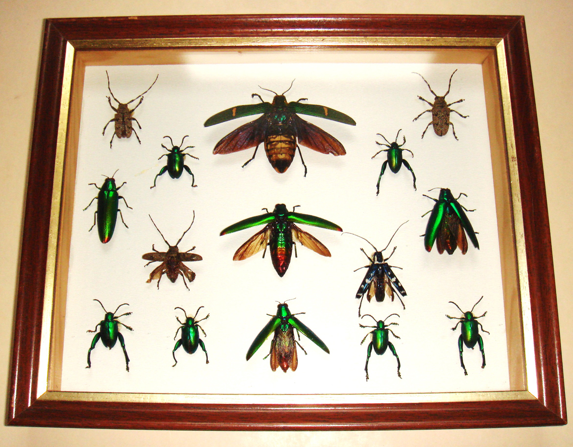 SET OF FIFTEEN JEWEL BEETLES