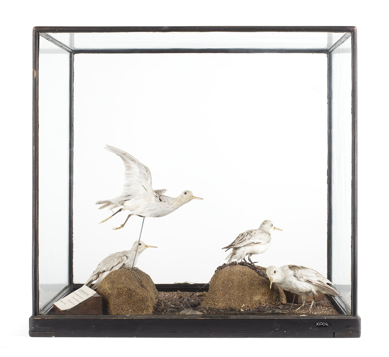 CASED TAXIDERMY BIRD GROUP DIORAMA