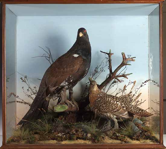 A male and female Capercaille