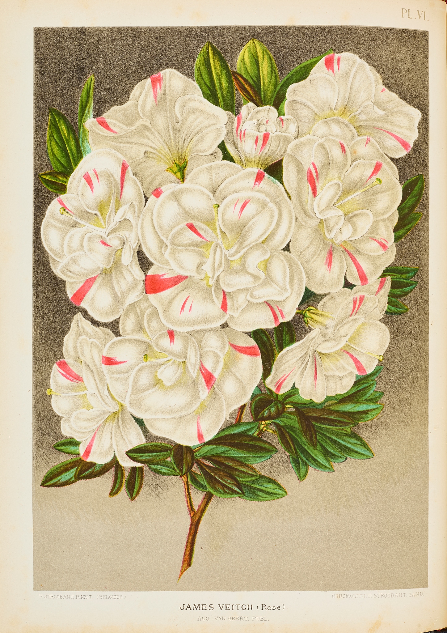 Geert, Auguste van
