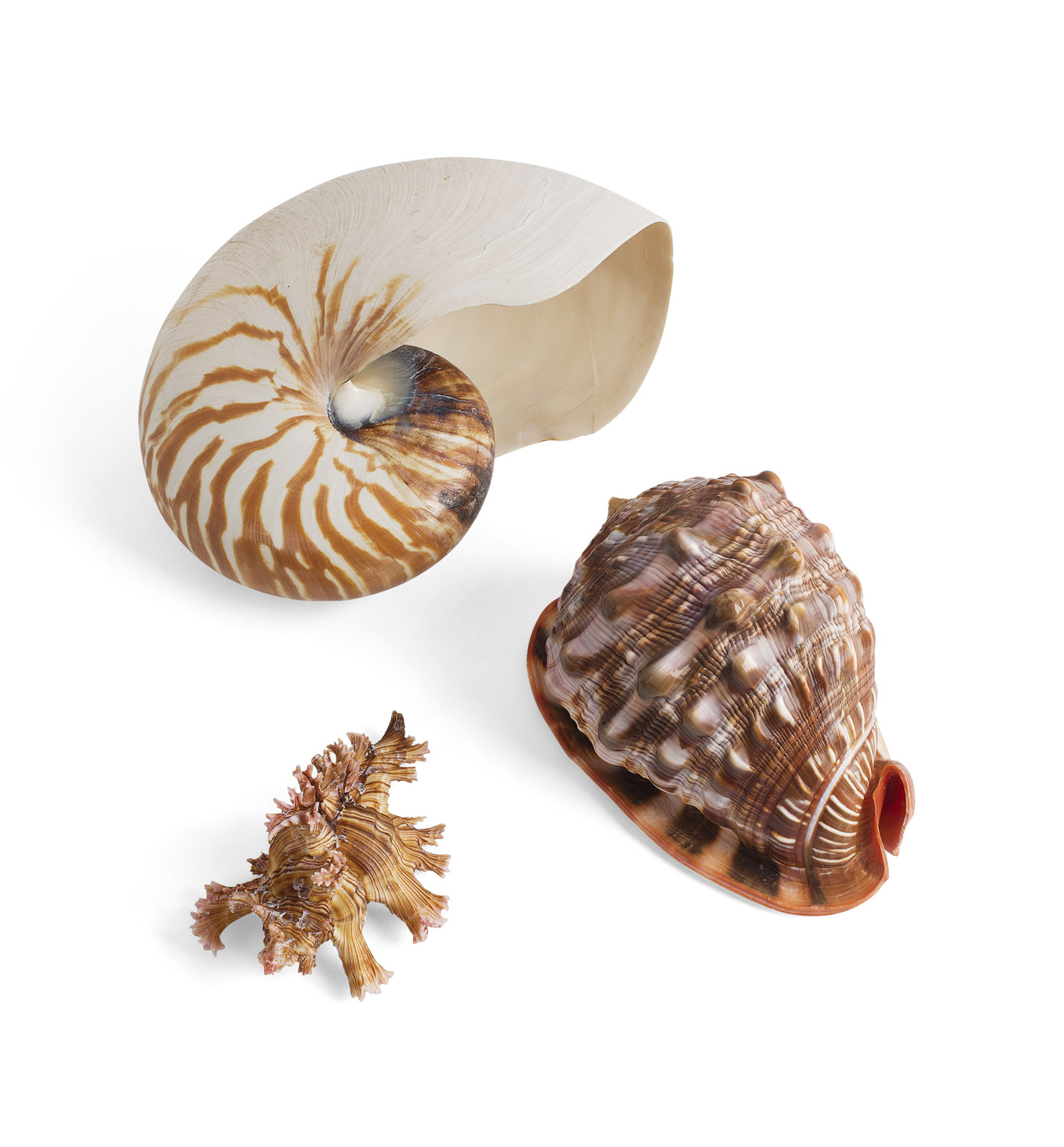 LARGE COLLECTION OF SEASHELLS