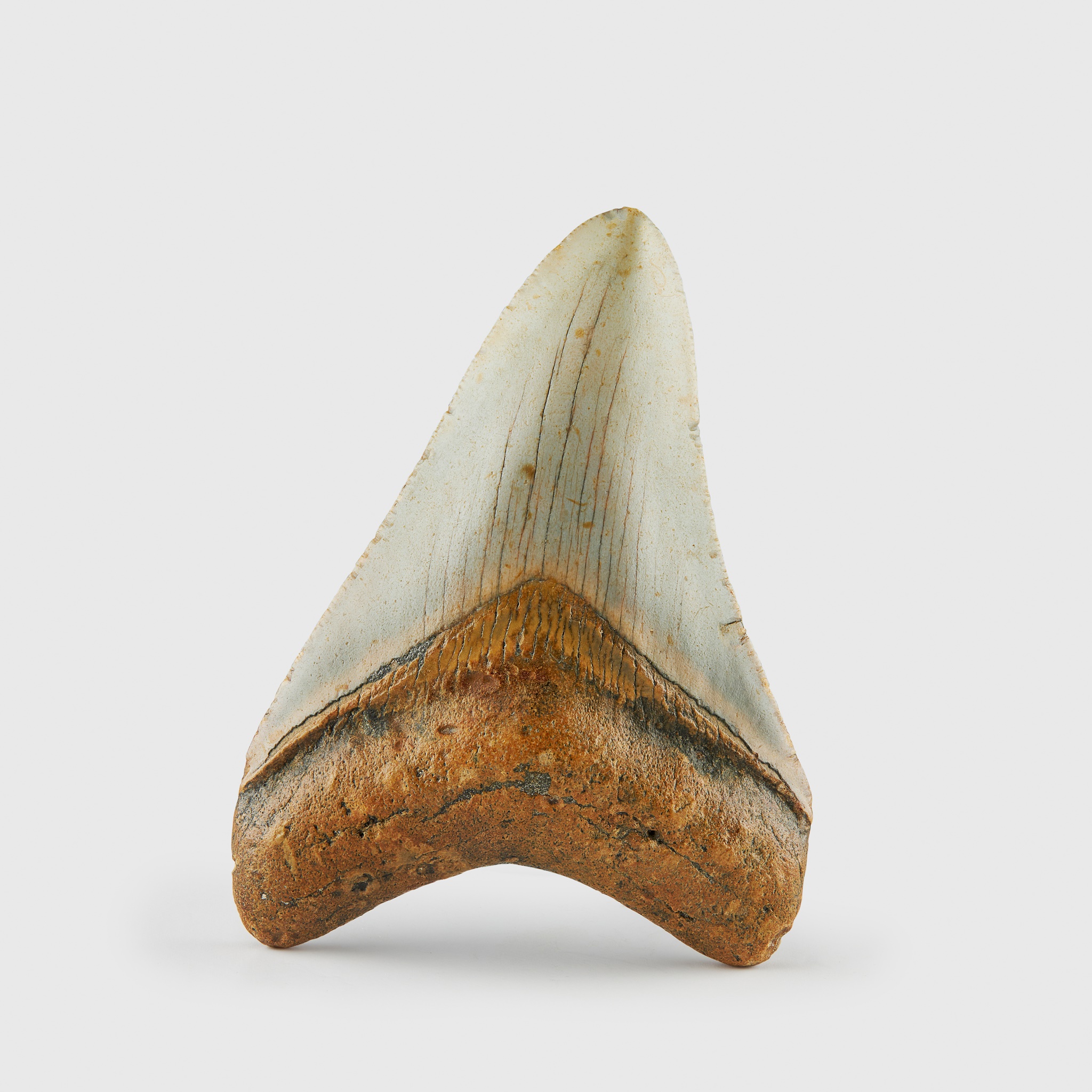 FOSSIL SHARK TOOTH, OTODUS MEGALODON