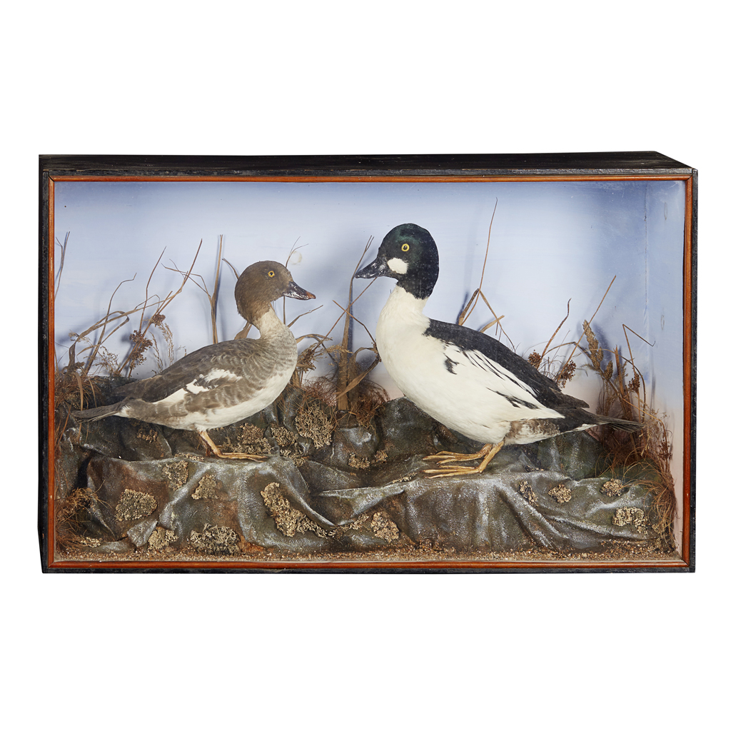 TWO CASES OF TAXIDERMY GOLDENEYE DUCKS