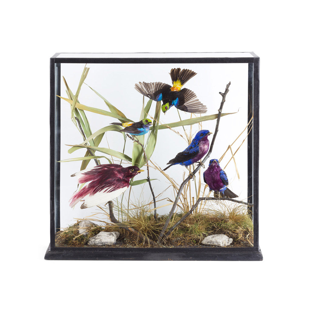 CASED GROUP OF TAXIDERMIED BIRDS