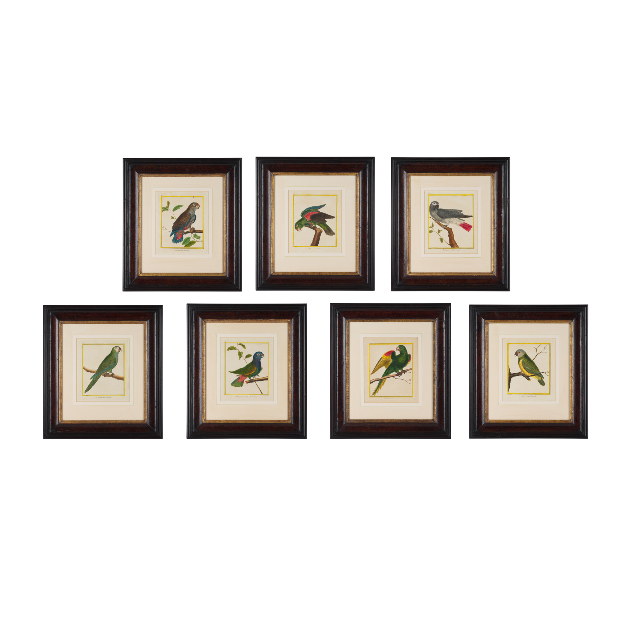 SET OF SEVEN FRENCH HAND COLOURED ENGRAVINGS OF PARROTS AND PARAKEETS