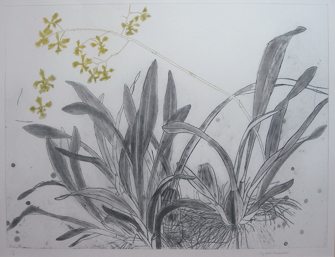 ELIZABETH BLACKADDER (SCOTTISH, B. 1931)