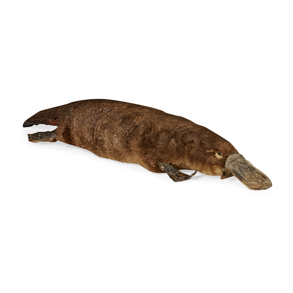 TAXIDERMY (DUCK BILLED) PLATYPUS