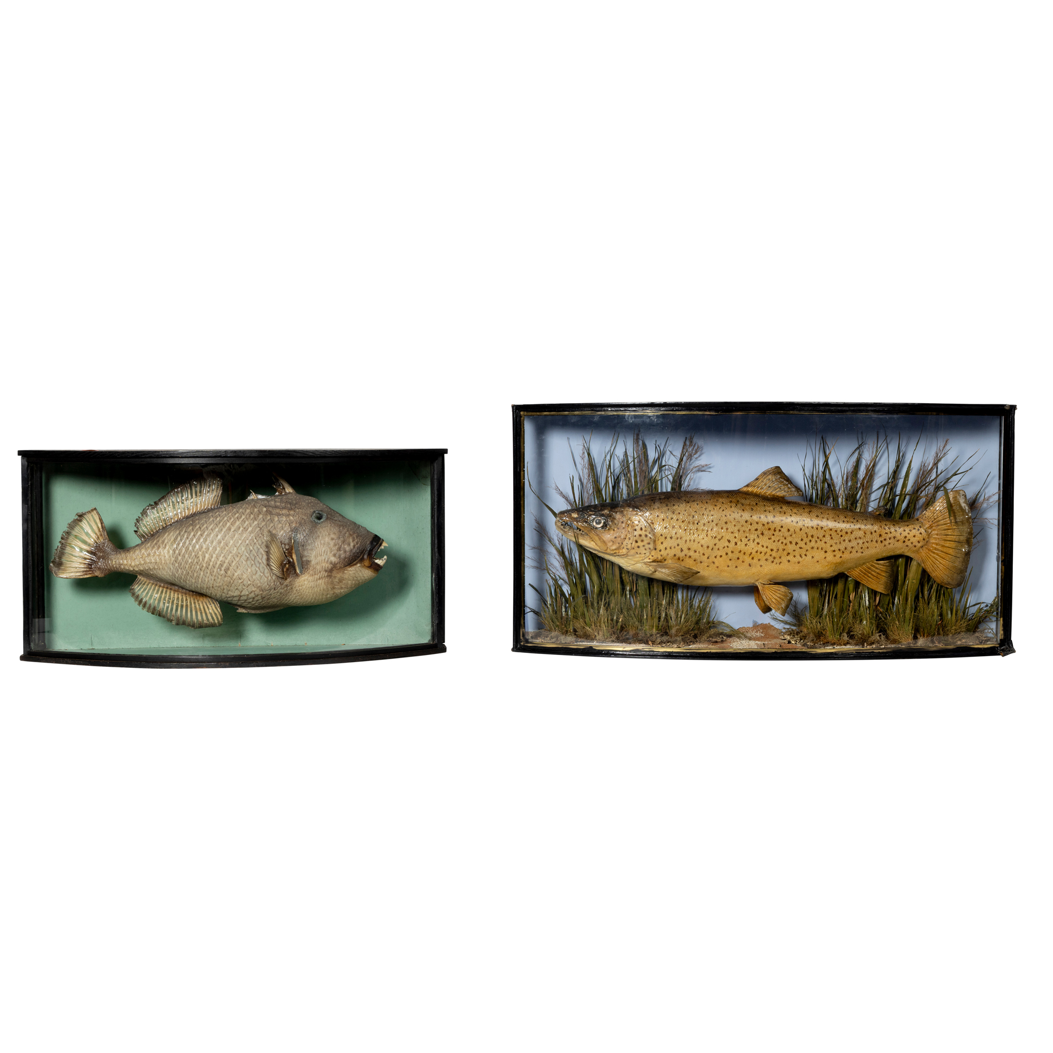 TWO CASED ANGLING SPECIMENS