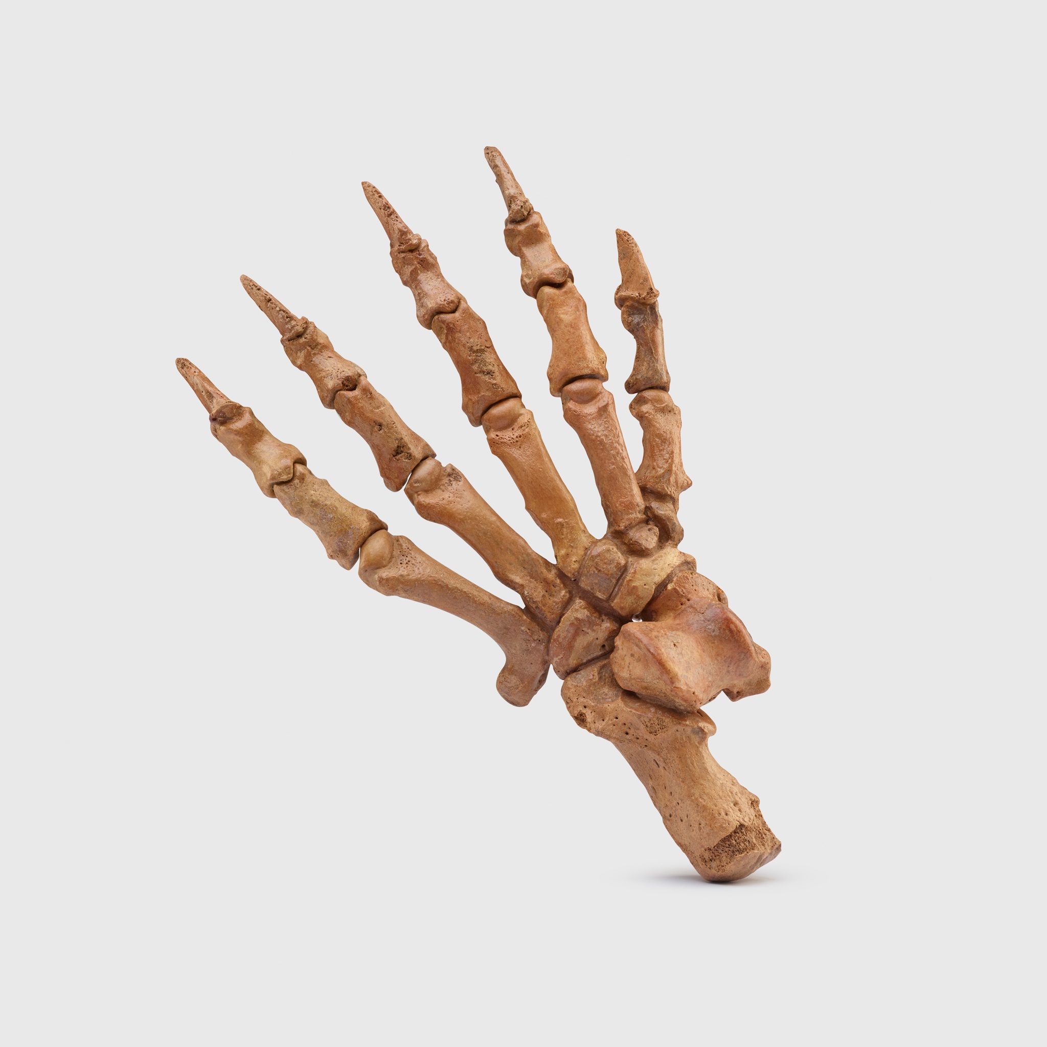 CAVE BEAR PAW