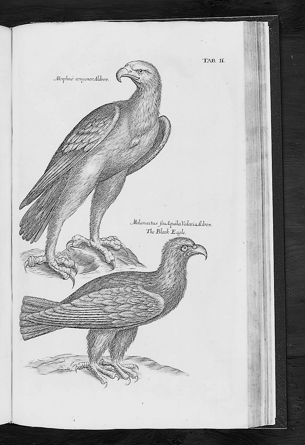 WILLOUGHBY (FRANCIS)