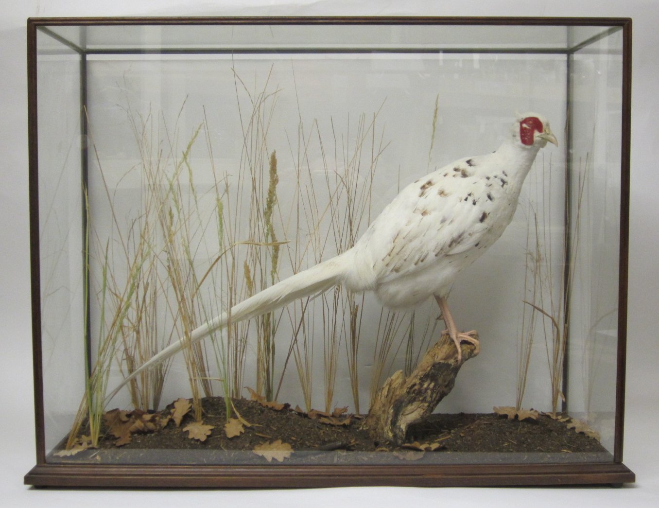 CASED TAXIDERMY LEUCISTIC CHINESE RINGED PHEASANT